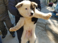 경남 양산 원동면 배내로106에서 흰검정색 강아지 발견 보호