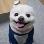 공부하기 싫은 댕댕이의 먼 산 바라보기..난 아무 생각이 없다