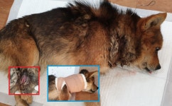 경북 경주 강동면 양동리에서 목에 올무 파고든 강아지 발견 보호