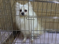 충남 천안 성정동에서 스피츠 발견 보호..켄넬에 넣어둔 채