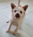 충북 영동 학산면 도덕리에서 흰색 강아지 발견 보호