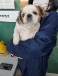 충북 청주 개신주공1단지에서 시츄 발견 보호