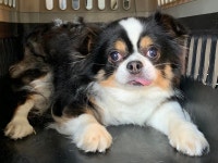 충남 천안 성정동에서 치와와 발견 보호