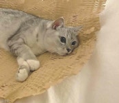 냥이에게 하이파이브 요청했다 심쿵한 집사..머리꿍은 덤이다옹!