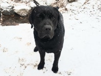 경기 광주시 이배재로 일대에서 래브라도 리트리버 발견 보호