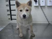 경기 가평 설악낚시터에서 연갈색 강아지 발견 보호