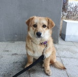 경기 용인 처인구 양지면 남평로에서 갈색 강아지 발견 보호