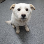 경기 용인 처인구 양지면 남평로에서 크림색 강아지 발견 보호