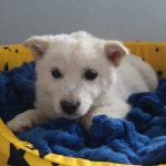 전남 장성 황룡 봉덕마을에서 흰색 강아지 발견 보호