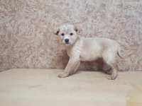 전남 순천 승주센터에서 회색 강아지 발견 보호