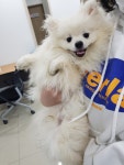 충북 청주 수암로에서 포메라니안 발견 보호