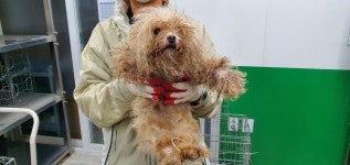 경기 고양 풍동에서 연황색 강아지 발견 보호