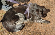 강원 횡성 강림면 월현리에서 흰검색 어미개와 새끼 3마리 발견 보호