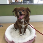 경북 구미 원평동에서 갈색 강아지 발견 보호