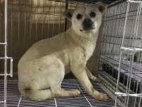 충남 서산 부석면 칠전1길에서 흰색 강아지 발견 보호