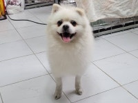 경기 안산 일동에서 포메라니안 발견 보호
