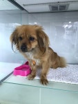 인천 중구 SK을왕주유소 앞에서 장모 닥스훈트 발견 보호