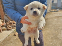 전북 남원 이백면 외동마을에서 흰색 어린 강아지 발견 보호