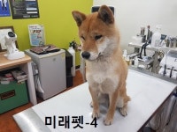울산 남구 신정1동 금광예다움아파트에서 시바 발견 보호