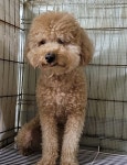대구 남구 앞산전망대에서 푸들 발견 보호