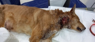 세종 전동면 이목동길에서 그레이트 덴 발견 보호