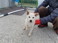 경남 진주시 판문동 예술촌에서 흰갈색 강아지 발견 보호