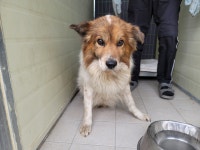 경북 포항시 오천읍 냉천 인근에서 황백색 강아지 발견 보호