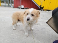 경북 포항시 대송면 제내리에서 황백색 강아지 발견 보호