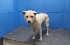 경북 경산 진량 황제리에서 흰색 강아지 발견 보호