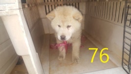 인천 계양구청에서 빨간색 목끈 갈색 어린 강아지 발견 보호