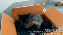 대전 동구 낭월동 석천들아파트 인근에서 까만 믹스 고양이 발견 보호
