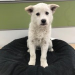 경북 구미 봉곡동에서 흰색 강아지 발견 보호..박스에 담겨