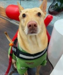 눈 제대로 못 뜨는 반려견 안고 병원 간 견주..수의사 꾀병입니다