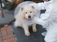 울산 중구 태화동에서 사모예드 발견 보호