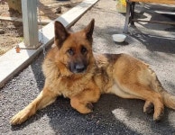 경북 군위군 읍내길 23에서 셰퍼드 발견 보호