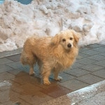 강원 강릉 교동 타이어프로 근처에서 연갈색 강아지 발견 보호