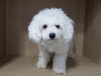 경기 광주시 초월읍 경충대로에서 푸들 발견 보호..주차장 배회