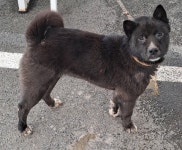 경북 영천 완산동 그린환경센터 인근에서 까만 강아지 발견 보호