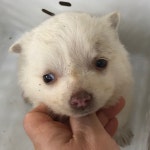 충남 서산 대산고 운동장 뒷산에서 흰색 강아지 발견 보호