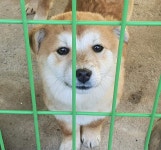 경북 울진군 죽변면 죽변중앙로에서 갈색 강아지 발견 보호
