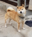 충북 제천 청풍호로29길에서 시바 발견 보호