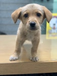 경기 부천 심원중학교에서 갈색 리트리버 믹스 새끼 강아지 발견 보호