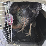 대구 달서 남대구IC 부근에서 칠면조 발견 보호