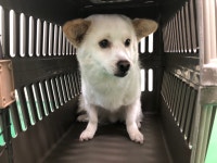 부산 기장 차성동로19번길에서 갈흰색 강아지 발견 보호