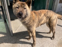 광주 광산구 월곡119안전센터에서 검갈흰색 강아지 발견 보호