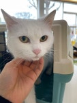 경북 경주 천북면 화산불고기단지에서 터키시 앙고라 발견 보호