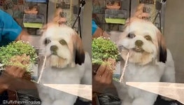 왜 이제왔개!..미용실서 멍무룩 하고 있다 주인 보고 빵끗 웃는 멍멍이