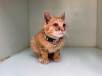 인천 서구 석남동에서 3개월 치즈 고양이 발견 보호..목에 하늘색 방울