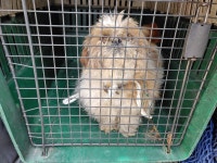 경남 창원 내서읍 삼계리에서 시츄 발견 보호