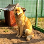 전남 장성 황룡면 홍길동로에서 황색 강아지 발견 보호..덩치 큰 순둥이